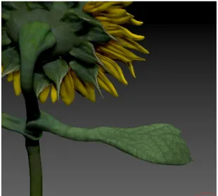 Figure 1: Initial front design of sunflower  