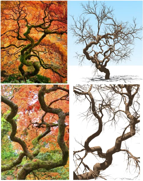 Fig. 12.More irregular tree models created using our algorithm.