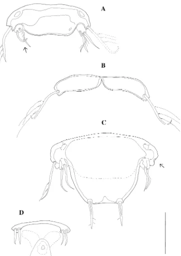 Fig. 8 Wellsopsyllus (W.)P6 [paratype 1 (allotype)];cdarrows indicate positionsof lacking setae.barantarcticus sp