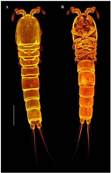 Fig. 2 CLSM picture of Wellsopsyllus (W.) antarcticus sp. n., male paratype 1 (allotype)