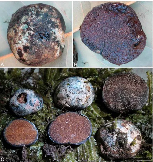 Fig. 7. Basidiomata of of three basidiomata showing dark blue peridial stains, mycophagist excavations (left) and glebal maturation (left to right) (B.Costatisporus cyanescens