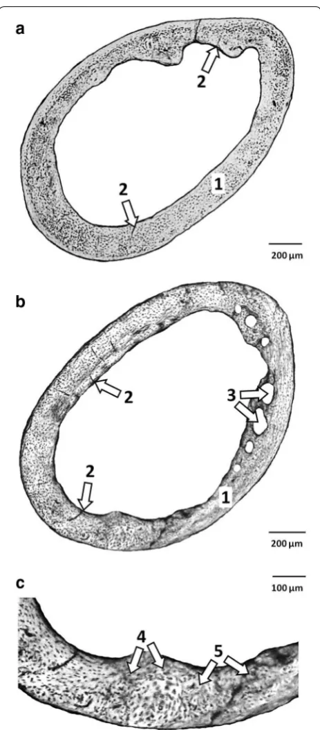 Fig. 1 a Microstructure of compact bone tissue in mice from group C. 1—Non-vascular bone tissue