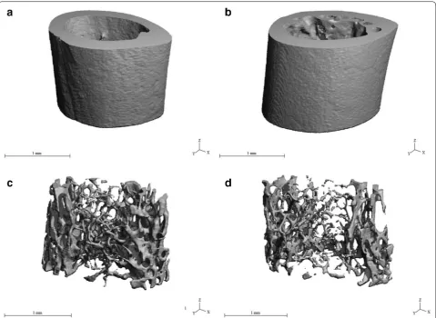 Table 3 Data of quantitative 3D analysis of trabecular bone tissue in mice from both groups