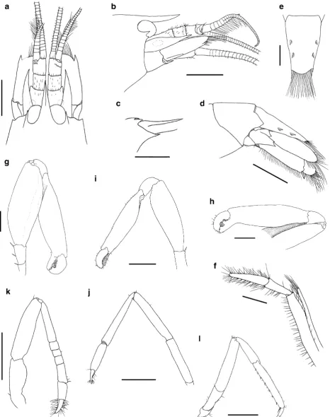 Fig. 1 Athanas dimorphusappendages, lateral view;portion;a( Ortmann, 1894, male (a–i, k, l) and femalej) from Lamberto Beach, Ubatuba, Sa˜o Paulo, Brazil (CCDB 1945)