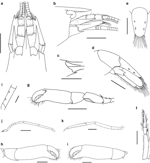 Fig. 2 Athanas nitescens3480).cephalic appendages, lateral view;from Sa˜o Vicente estuary, Sa˜o Vicente, Sa˜o Paulo, Brazil (CCDB (Leach, 1813 [in Leach 1813–1814]), male a Head and cephalic appendages, dorsal view; b head and c right basicerite, infero-lateralview; d sixth abdominal segment, uropods, and telson, lateral view;