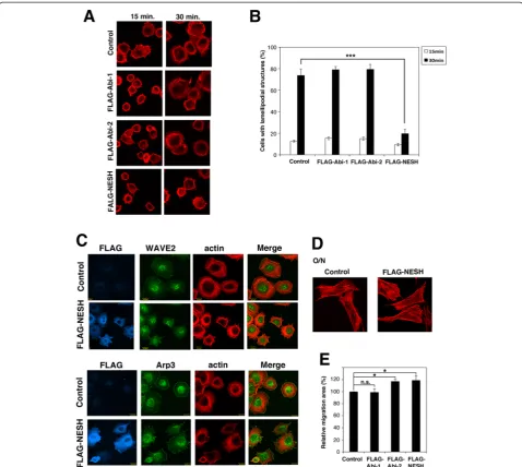 Fig. 1 NESH/Abi-3 expression impaired WAVE2 membrane translocation and cell spreading