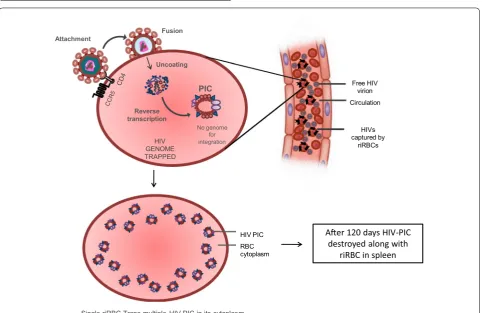 Fig. 3 Combination therapy to transfuse riBFU-E and riRBC into HIV-positive patient. riBFU-E and riRBCs will be transfused into peripheral blood of HIV patients as combination therapeutic strategy