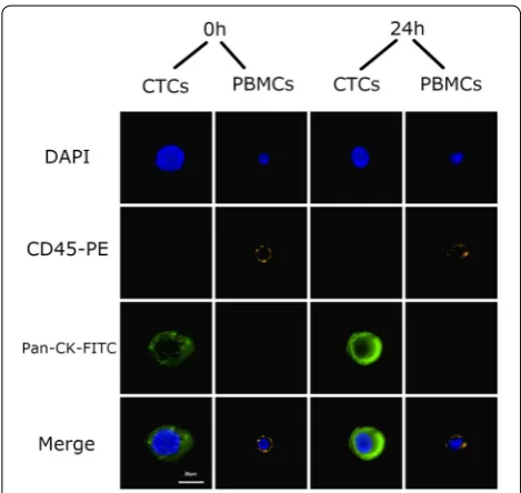 Fig. 8 After magnetic bead isolation, cells were viewed under a microscope to determine their phenotype