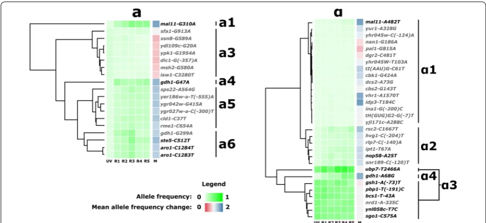 Fig. 2 Evolutionary trajectories of the most prominent clusters of mutations. Mutations arose either in the MATa (left) or MATα (right) pools