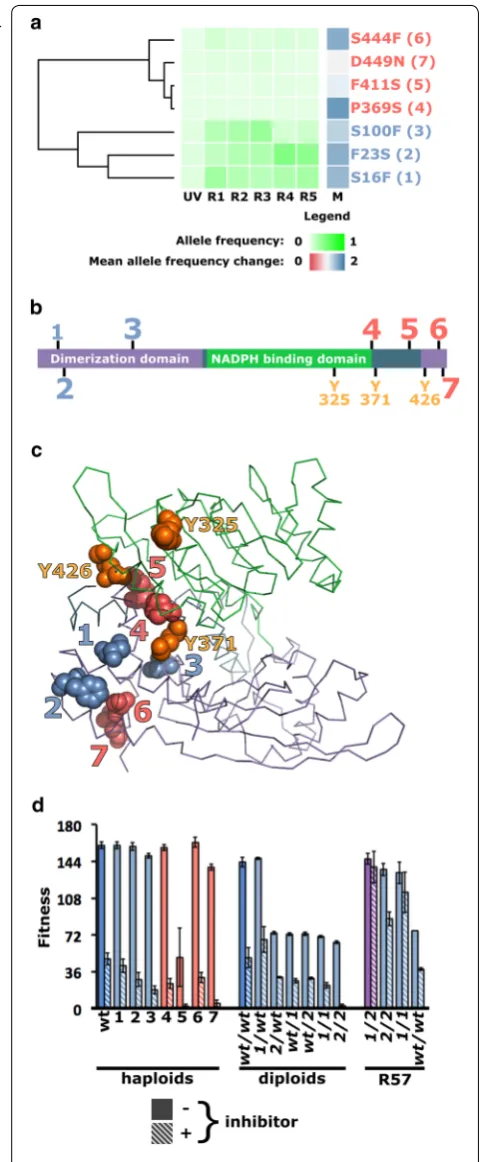 Fig. 3 Mutations in GDH1 played a critical role in the evolution of SSL tolerance. a Seven independent mutations result in amino acid substitutions in the Gdh1 protein