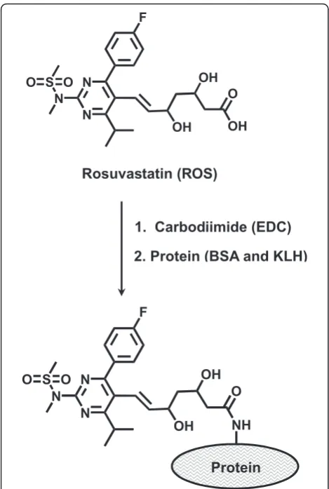 Figure 1 Preparation of ROS-protein (BSA and KLH) conjugates.