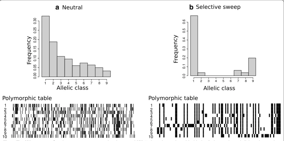 Fig. 1 The SFS signature of a selective sweep compared to the neutral SFS. In the polymorphic table,white cells denote ancestral alleles