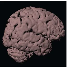 Figure 5. Screen capture of image from MAYA - “Cleaned up” brain model.  