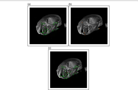 Figure 2 3D renderings of the automatic landmark point annotation process on a Mus musculus specimen