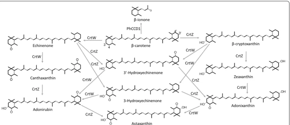 Fig. 1 A schematic diagram of the astaxanthin and β-ionone synthesis pathways. The complex astaxanthin synthesis pathway comprises two enzymes, β-carotene ketolase (CrtW) and β-carotene hydroxylase (CrtZ), which perform four interchangeable reactions initiated from β-carotene, the substrate of the reaction