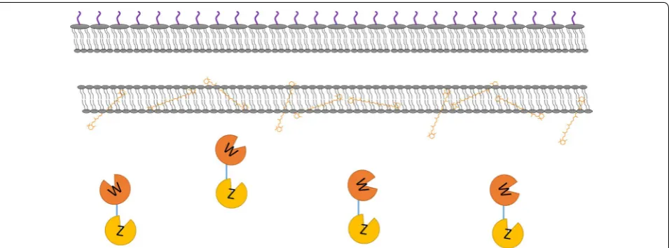 Fig. 3 Enzyme locations in the host strain producing the β-carotene substrate. CrtW and CrtZ linked by a flexible eight-amino acid linker