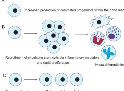 Figure 3Proposed models for the role of stem cells in development of inflammationtors during inflammation can increase the number of committed progenitor cells