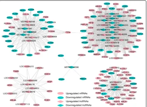 Fig. 6 Co-expressed network construction. Co-expressed network of common DE lncRNAs and their targeted common DE mRNAs involved inlipid metabolic and cell differentiation processes