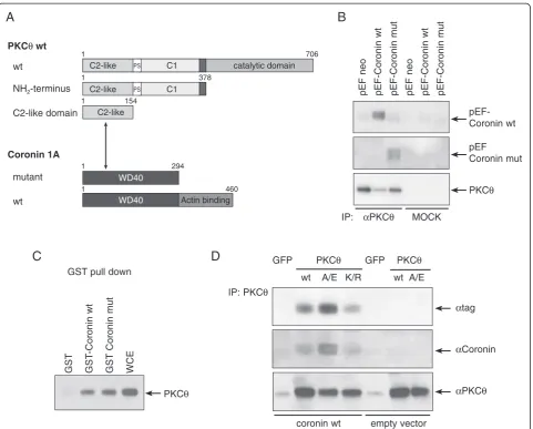 Figure 1 PKCθ physically interacts with Coro1A. (A) The cartoon depicts interactions identified between deletion mutants of PKCθ andCoro1A by Y2H as well as Co-IP experiments