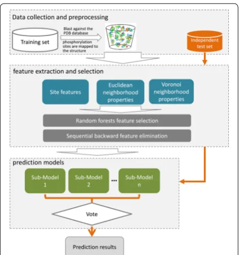 Fig. 1 The framework of PredPhos. Phosphorylation sites in the training set were mapped to the protein entries of Protein Data Bank (PDB) by using Blast