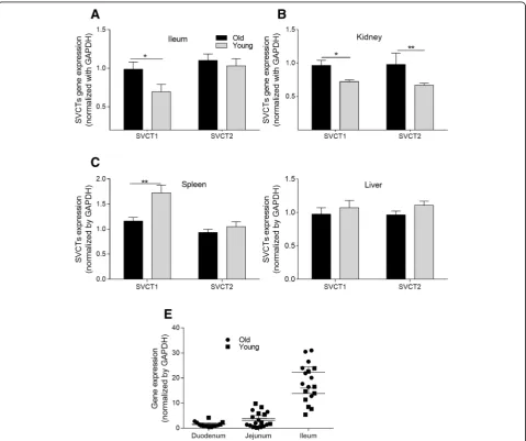 Fig. 3 Transporter gene expression levels of the old and young hens in Exp. 1.gene expression levels in the ileum, kidney, spleen and liver of old hens (Old) and young hens (Young).the duodenum, jejunum, and ileum