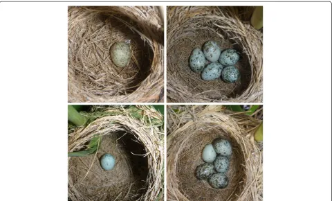 Figure 3 Representative nests of great reed warblers with natural common cuckoo parasitism: two nests parasitized in the pre-egglaying stage (on the left), and two nests with cuckoo eggs in complete clutches (on the right)