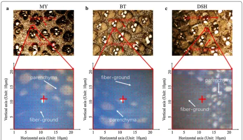 Fig. 1 Scanning area maps of transverse sections from various product sites, with a microscopy in ×40 objective lens
