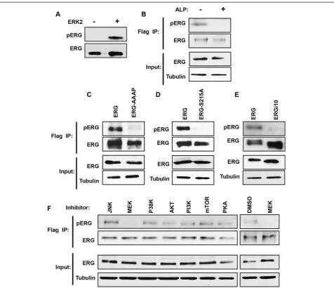Figure 3 ERG is phosphorylated at S215 by the RAS/MEK/ERK pathway in prostate epithelial cells