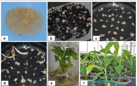Fig. 2 Regeneration of transgenic lines of plantain cv. ‘Gonja manjaya’. a Embryogenic cells infected with EHA105 Agrobacterium tumefaciens cells harbouring pBI-RCP-1:GUS or pBI121 construct