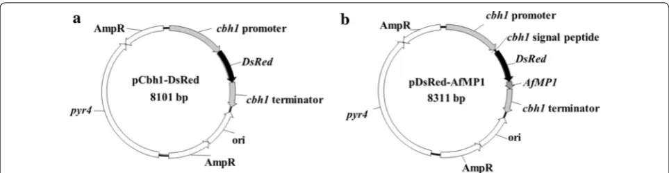 Fig. 1 Schematic diagrams of the plasmids for expressing DsRed. a The pCbh1-DsRed plasmid for expressing DsRed intracellularly