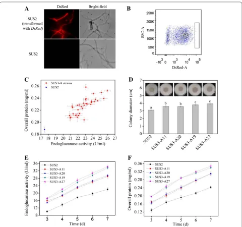 Fig. 2 Isolation of cellulase hyperproducers from diameters (ace3-transformants by FACS using the intracellularly expressing DsRed as an indicator