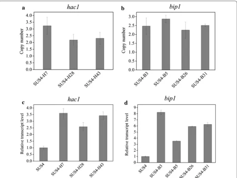 Fig. 5 Identification of hac1- and bip1- overexpression in isolated transformants with improved cellulase-producing ability
