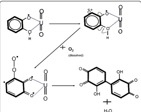 Figure 12 Proposed mechanism of initiation of catecholpolymerization in presence of uranyl.