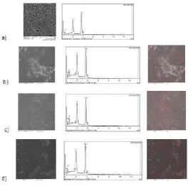 Figure 5. Searching for elements on the enamel surface by scanning electron microscopy (SEM) at×2000 magniﬁcation
