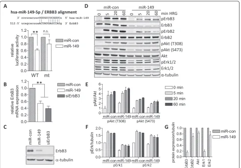 Figure 1 miR-149 suppresses heregulin signaling. (A) miR-149 recognition site in the ErbB3 3′UTR (upper panel)