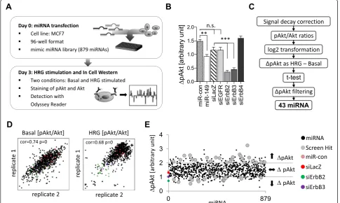 Figure 1D by In-Cell Western revealed that the pAkt