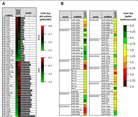 Figure 3 Analysis of the screen data. (A) Screen hits depicted in list format. Mean values of the pAkt/Akt ratios for the basal and HRG-stimulatedcondition are shown, with green indicating a reduction and red an increase compared to the mean of miR-con (bl