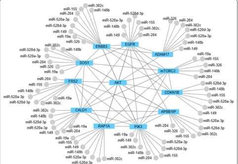 Figure 4 miRNA-protein interaction network for negative regulators of HRG signaling. The 14 most frequently targeted genes plus Akt areshown