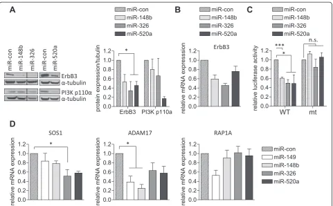 Figure 5 miR-148b, miR-326 and miR-520a affect the ErbB signaling pathway at multiple levels