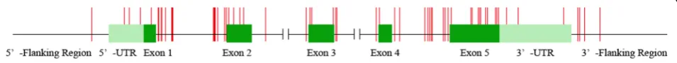 Fig. 3 Distribution of 51 SNPs in the chicken CCKAR gene The pale green regions represent untranslated regions; the dark green regionsrepresent exons
