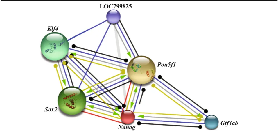 Table 2 Protein-protein interacting networks as determined by STRING