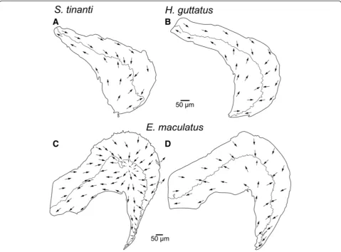 Figure 6 Interspecific comparison of the orientation patterns of ciliary bundles on the macula lagenae