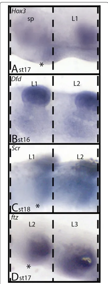 Figure 3 Anterior borders of Ek-Hox3, Ek-Scr, Ek-Dfd and Ek-ftz expression. A) Ek-Hox3 expression in sp and L1