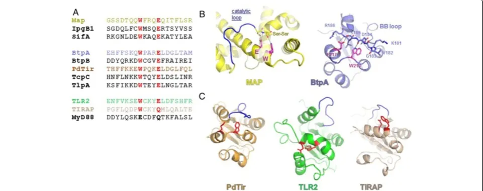 Figure 1 Btp protein structure, and sequence alignment indicating TIR domains and position of WxxxE motif