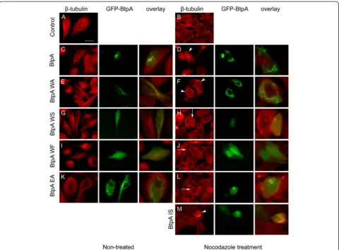 Figure 3 Interaction with and stabilization of microtubules by BtpA against Nocodazole-induced depolymerization is WxxxE-dependent.and control cells were fixed and stained with mouse antiHeLa cells were transfected with plasmids expressing GFP-BtpA (C, D),