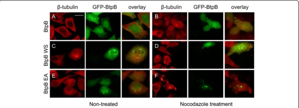 Figure 5 WxxxE-dependent protection of microtubule from nocodazole-induced depolymerisation by BtpB.transfected with plasmids encoding GFP-BtpBleft untreated HeLa cells were transiently (A-B), GFP-Btp W263S (C, D), or GFP-BtpB E267A (E, F)