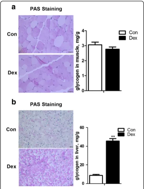 Fig. 6 The expression of GLUT1, GLUT2, SGLT1 and Na-K/ATPase inthe duodenum of goats treated with dexamethasone (Dex)