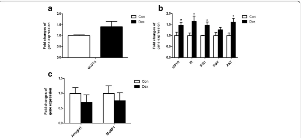 Fig. 7 Relative gene expression in dorsal longissimus muscle. a, gene expression of GLUT4 in skeletal muscle after Dex treatment