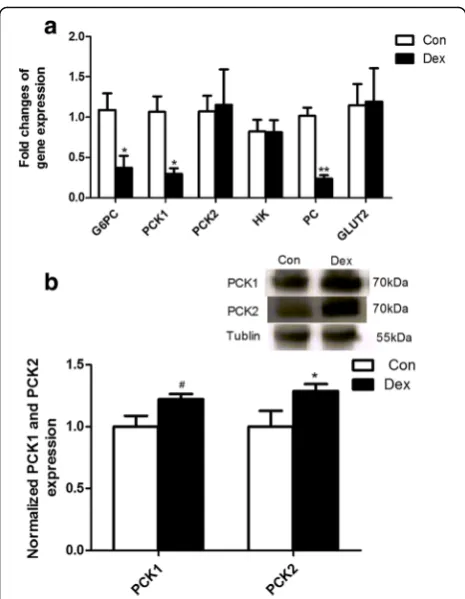 Fig. 8 The expression of genes and proteins in the liver after Dextreatment. a, expression of genes involved in gluconeogenesis in theliver