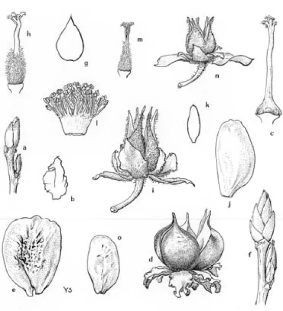 Fig.  2.  Stewartia.  a-e,  S.  rostrata:  a,  dormant winter  buds,  X 2;  b,  floral  bract, X  2;  c, ovary  and  style  X 2,  note  pubescence only  at  the base  of  the ovary;  d,  dehisced  capsule  with persistent floral  bracts  and  sepals X  1 1